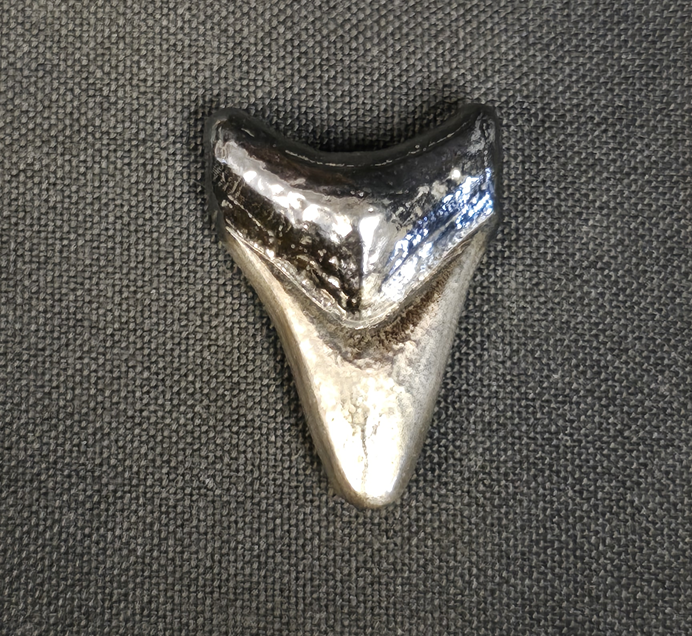 1/2oz Shark Tooth