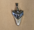 1/2oz Shark Tooth with Bail